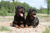 ROTTWEILER 250